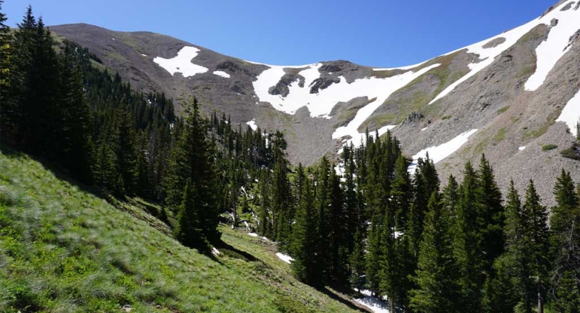 A green, grassy incline lays in front of a line of evergreen trees. Beyond the tree is a mountain with snow on the ridge. 